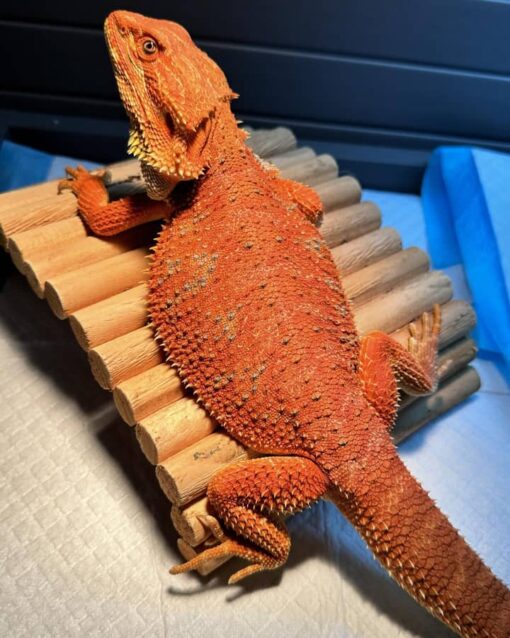 citro bearded dragon for sale
