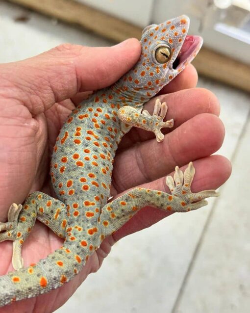 Albino Tokay Gecko For sale