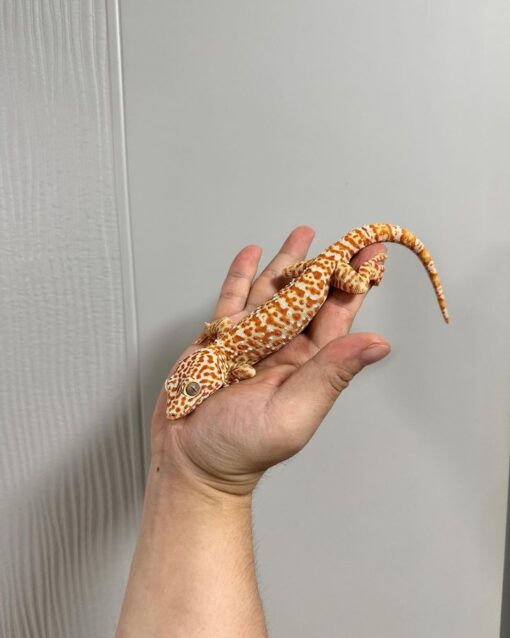 zien tokay gecko for sale
