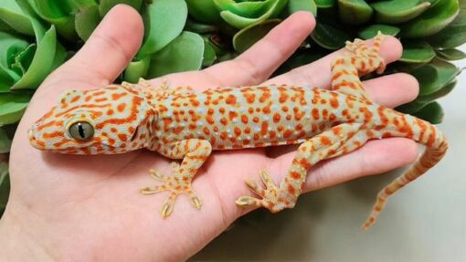 tokay gecko for sale