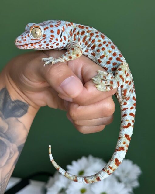 tokay gecko for sale
