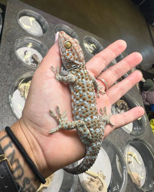 tokay gecko for sale