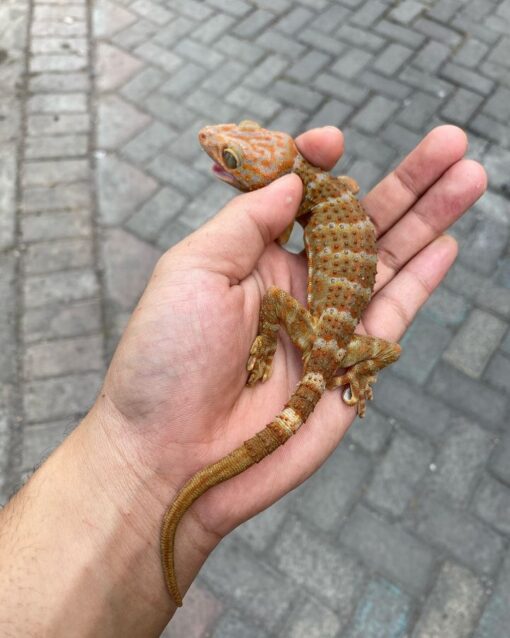 tokay gecko for adoption