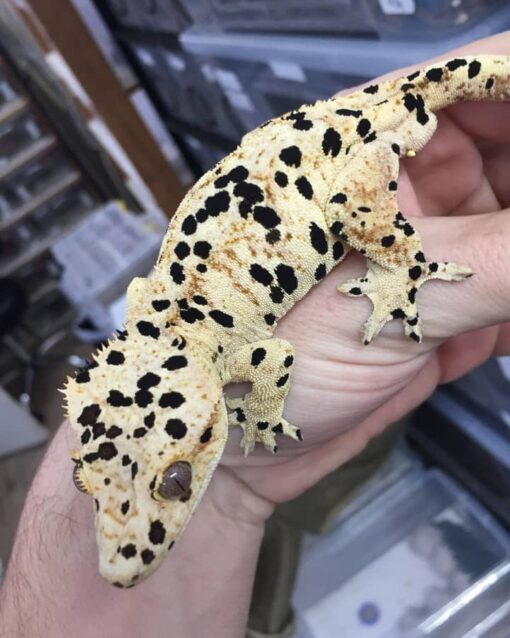 dalmantain gecko for sale