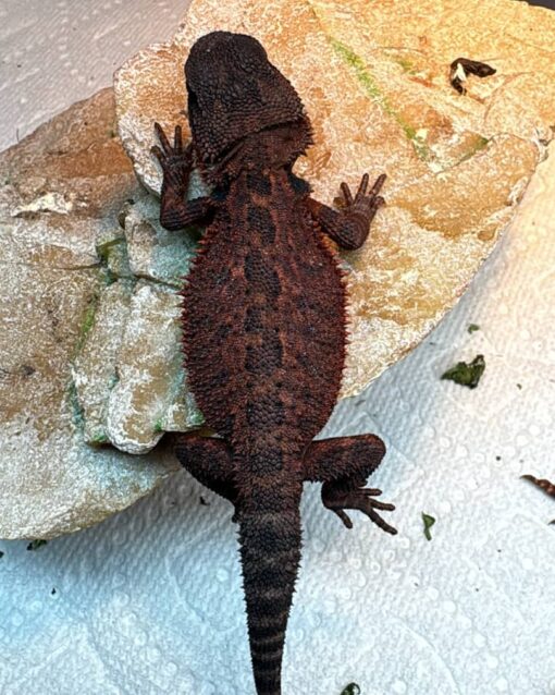 red monster bearded dragon for sale