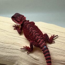 Ban - Red monster Het Trans