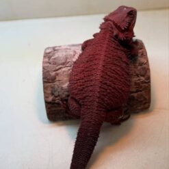 Noel - Red Monster Bearded Dragon