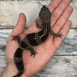 Harley - Black Knight Gecko