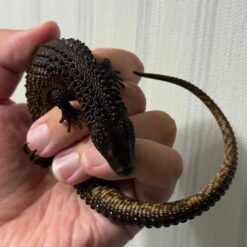 Henrique - Earless Water Monitor Lizard
