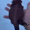 Carl - Dark Red Monster Bearded Dragon