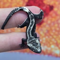 Coax - Axantic Crested Gecko
