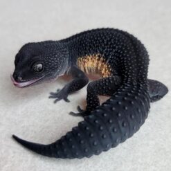 Bells - Black Knight Leopard Gecko