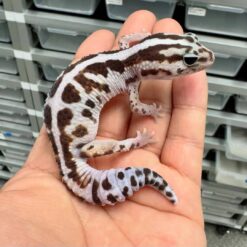 Sandra - African fat tailed Leopard Gecko