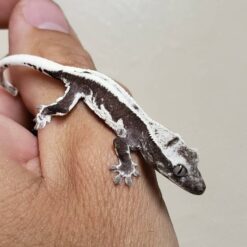 Nancy– Female Axantic Crested Gecko